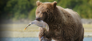 Shopping – Buying Goods