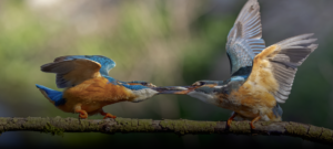 Small Claims Court (SCC)