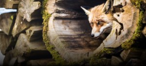 Being a landlord – Possession Proceedings (England)