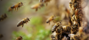 Employment – Basic rights