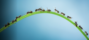 Business transfers and TUPE